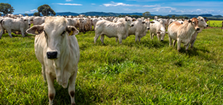 Gado em um pasto